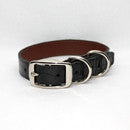 Genuine American Alligator Dog Collar - Cognac