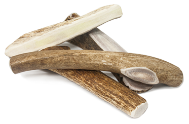 Prairie Dog Deer Antler Splits