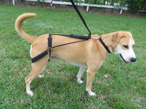 The Horgan Harness: A No Pull Back Leg Dog Harness